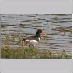 Haematopus ostralegus - Austernfischer 02 Sundermannsee.jpg